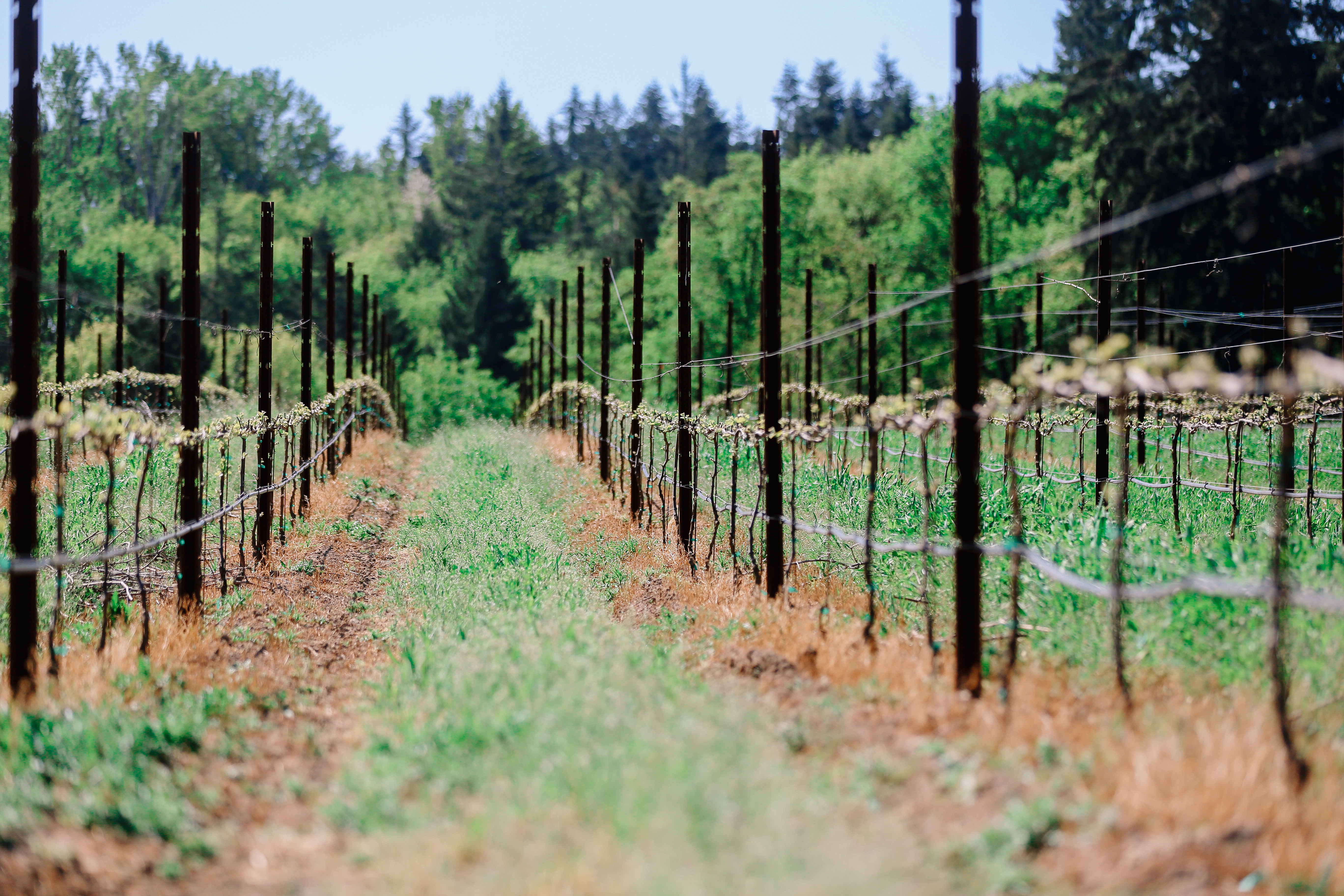 Our Vineyards